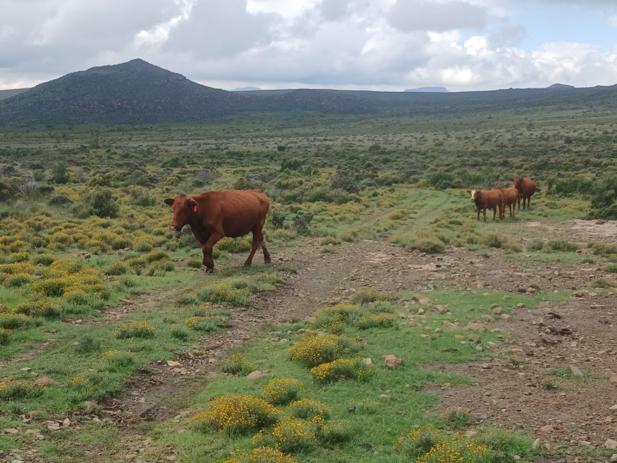 0 Bedroom Property for Sale in Richmond Rural Northern Cape